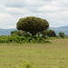 Ugandan Savannah in Queen Elizabeth National Park