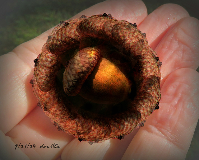 This White Oak acorn has settled well in my hand