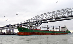 Wigeon, bulk carrier from foreign shores.