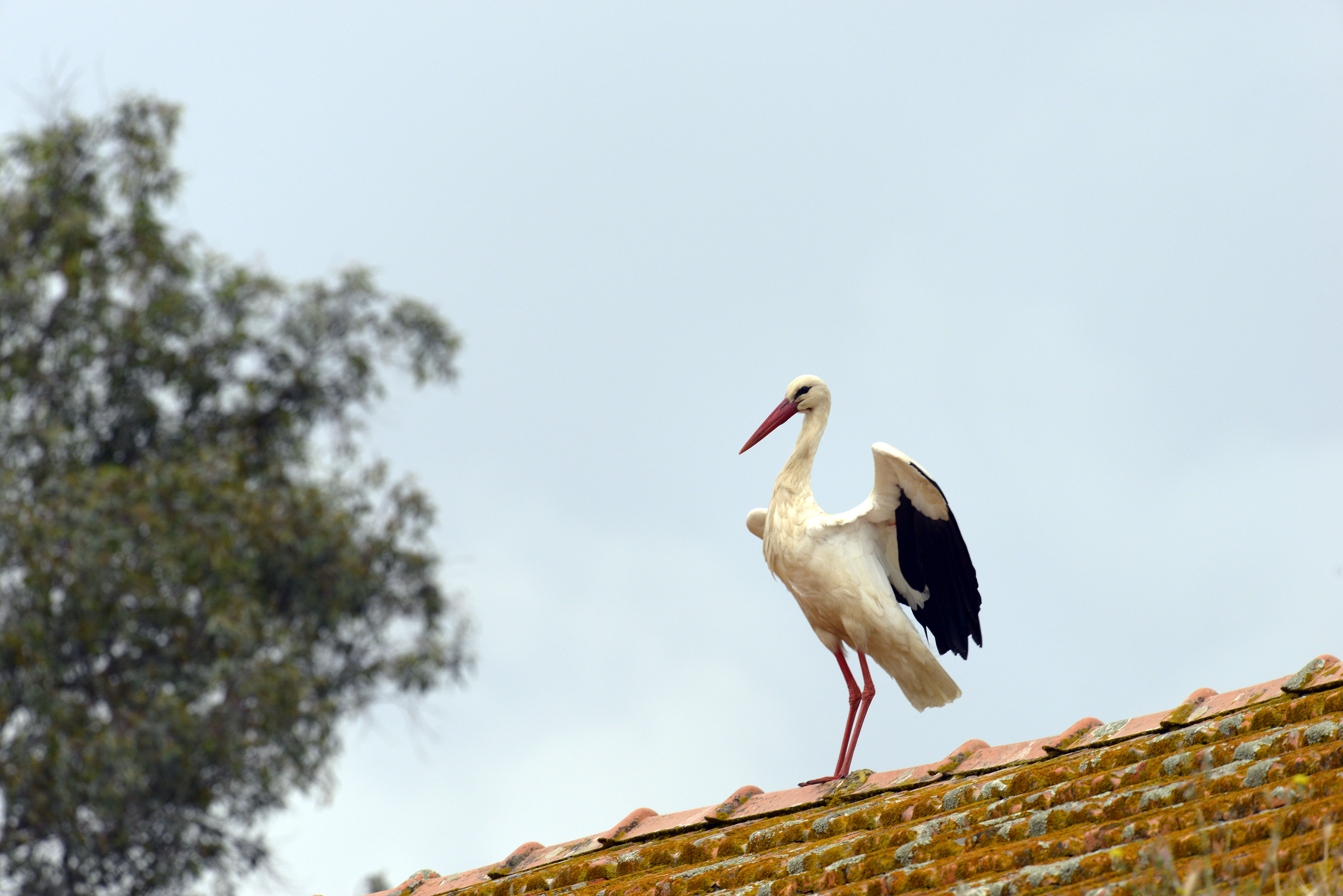 Ciconia ciconia, Cegonha-branca