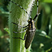 Longhorn Beetle. Agapanthia villosoviridescens