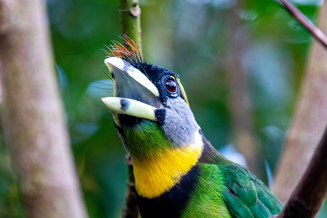 Fire crested barbet
