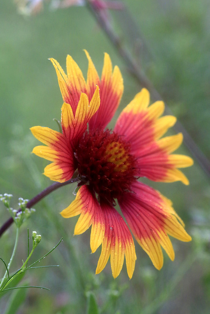 Indian Blanket