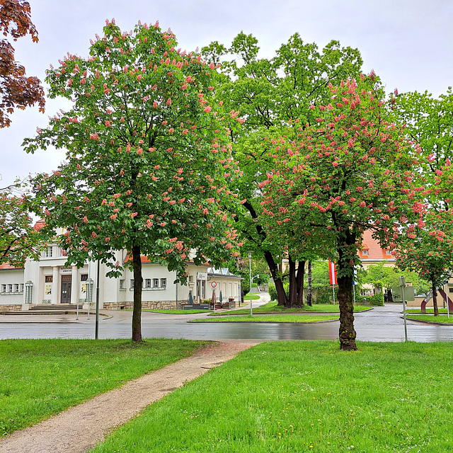 Rotblühende Rosskastanie (Aesculus × carnea)