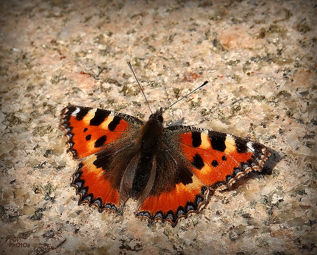 la Vanesse de l'Ortie ou la Petite Tortue,(Aglais urticae)