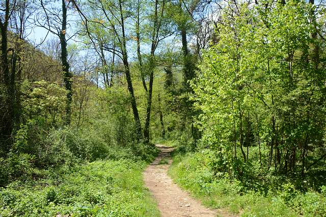 Bulgaria, Blagoevgrad, Trail through the Forest Park of Bachinovo Bulgaria, Blagoevgrad, Trail through the Forest Park of Bachinovo