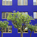 Olive trees
