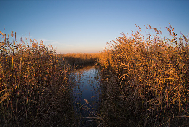 Am Neusiedlersee