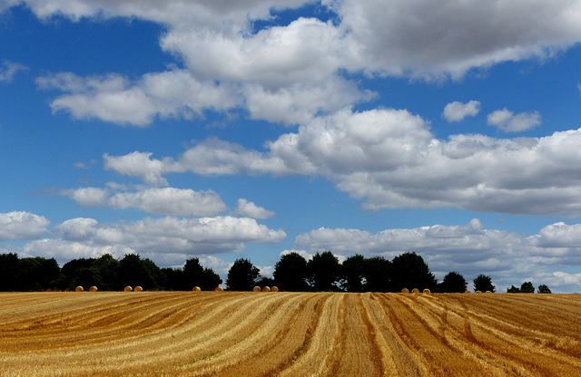 Via Turonensis - Stubble field