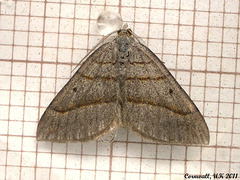 1734 Scotopteryx luridata (July Belle)