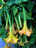 Datura (0820)