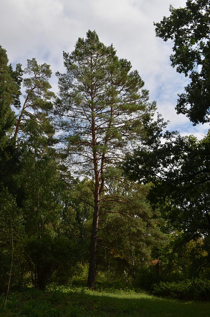 Тростянецкий дендропарк, Сосна / Trostyanets Arboretum, The Pine Tree