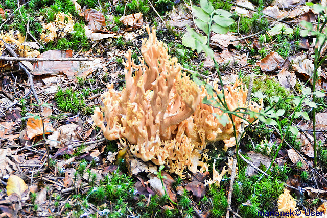 Bauchweh-Koralle (Ramaria mairei)