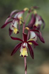 Hexalectris warnockii (Texas Purple Spike orchid or Texas Crested Coralroot orchid)