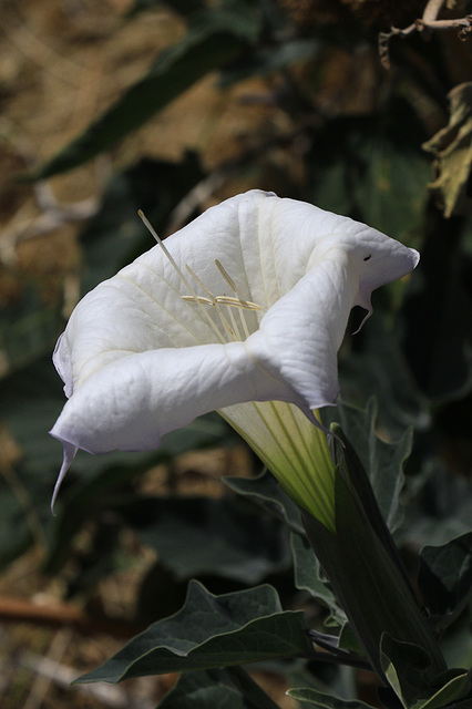 Sacred Datura