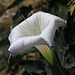 Sacred Datura