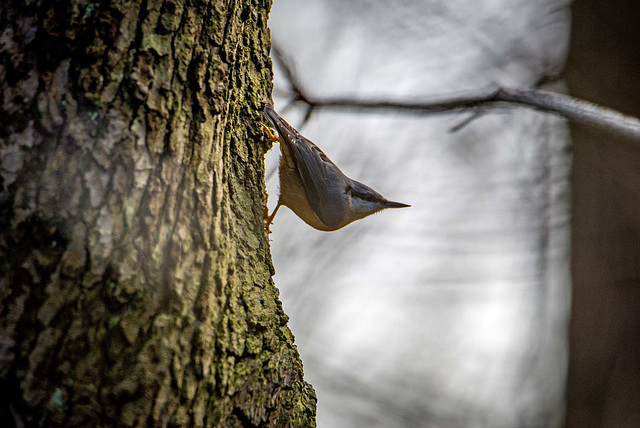 Nuthatch15