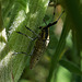 Longhorn Beetle. Agapanthia villosoviridescens