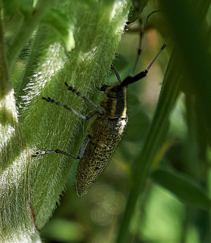 Longhorn Beetle. Agapanthia villosoviridescens