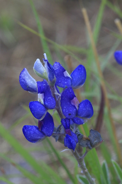 Bluebonnet