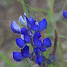 Bluebonnet