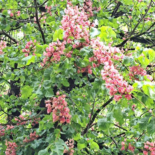 Rotblühende Rosskastanie (Aesculus × carnea)