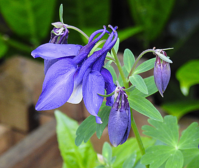 20230518 0132CPw [D~LIP] Akelei (Aquilegia vulgaris agg), Bad Salzuflen