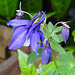 20230518 0132CPw [D~LIP] Akelei (Aquilegia vulgaris agg), Bad Salzuflen