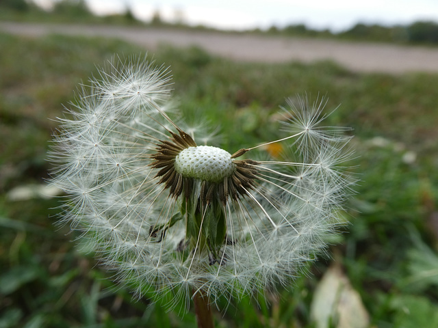 Pusteblume - Vom Winde verweht