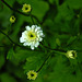 20240606 0326CPw [D~LIP] Mutterktaut (Tanacetum parthenium), BS