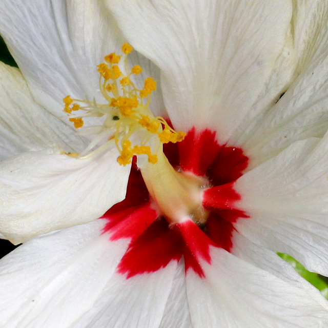 250/365 Heart of Hibiscus