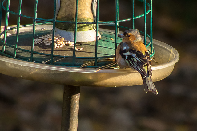 Chaffinch