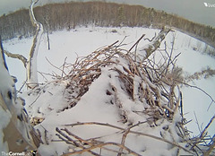 snowy nest