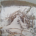 snowy nest