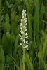 Platanthera dilatata var. dilatata (White Bog orchid)