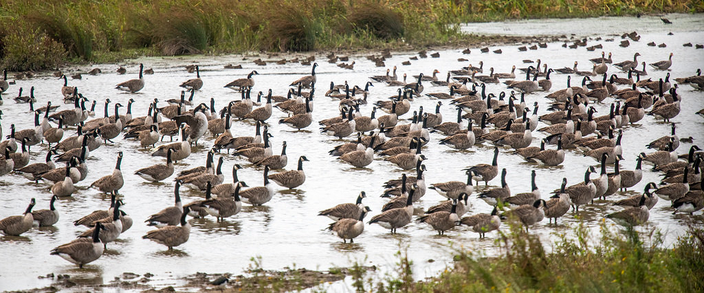 Canada geese