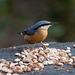 Nuthatch16