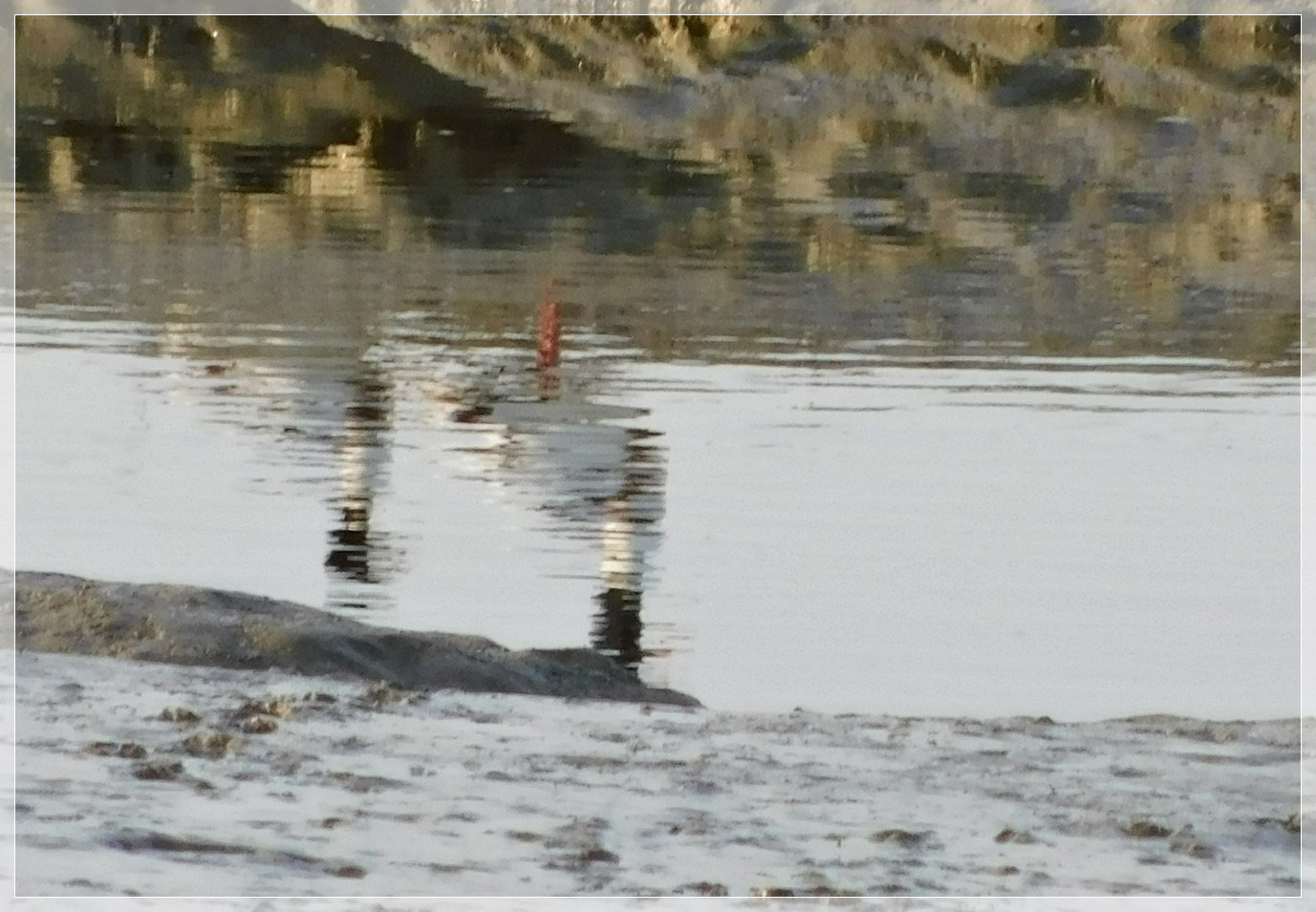 Reflets des Tadornes à la Villeger (22)