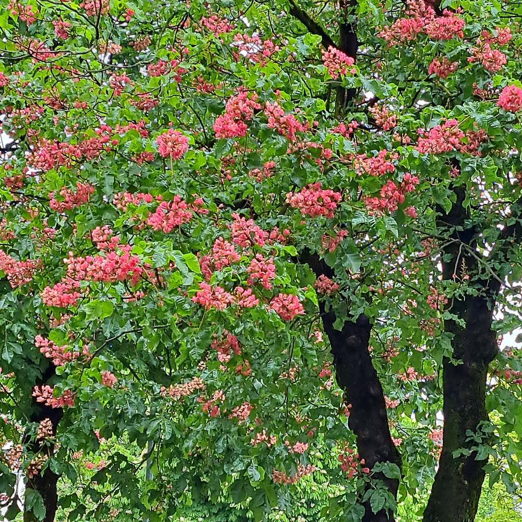 Rotblühende Rosskastanie (Aesculus × carnea) Rotblühende Rosskastanie (Aesculus × carnea)