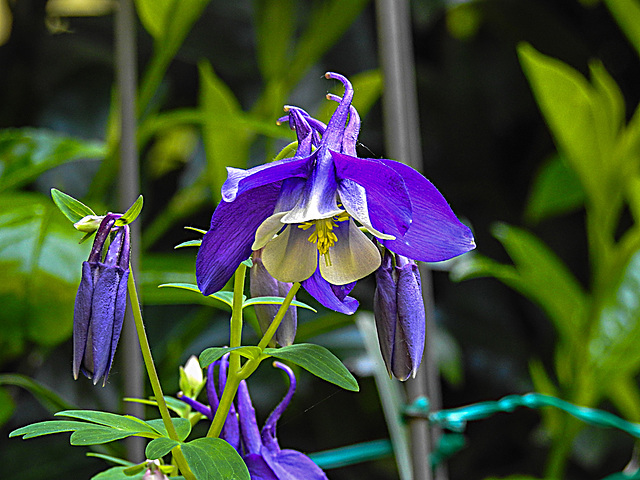 20230518 0133CPw [D~LIP] Akelei (Aquilegia vulgaris agg), Bad Salzuflen