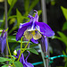 20230518 0133CPw [D~LIP] Akelei (Aquilegia vulgaris agg), Bad Salzuflen
