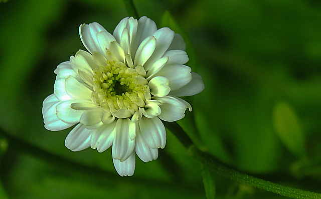 20240606 0327CPw [D~LIP] Mutterktaut (Tanacetum parthenium), BS