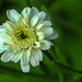 20240606 0327CPw [D~LIP] Mutterktaut (Tanacetum parthenium), BS