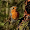 ROUGEGORGE FAMILIER
