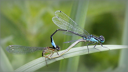 Couple d'agrion