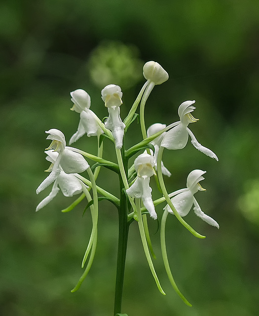 Platanthera integrilabia (White Fringeless orchid)