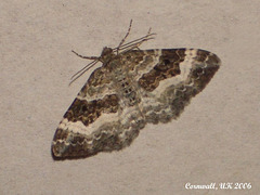 1738 Epirrhoe alternata (Common Carpet)