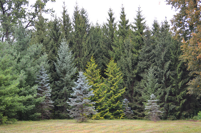 Тростянецкий дендропарк, Елочки / Trostyanets Arboretum, Spruces