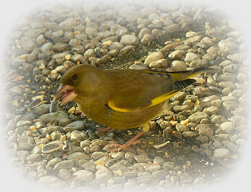 verdier sur ma terrasse