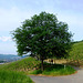 DE - Bad Neuenahr - Hiking in the vineyards